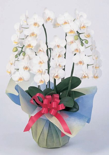 画像3: ミディ胡蝶蘭 5本立 ■白 (3)