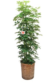 オーガスタ 10号 高さ160cm〜180cm - トナーマート