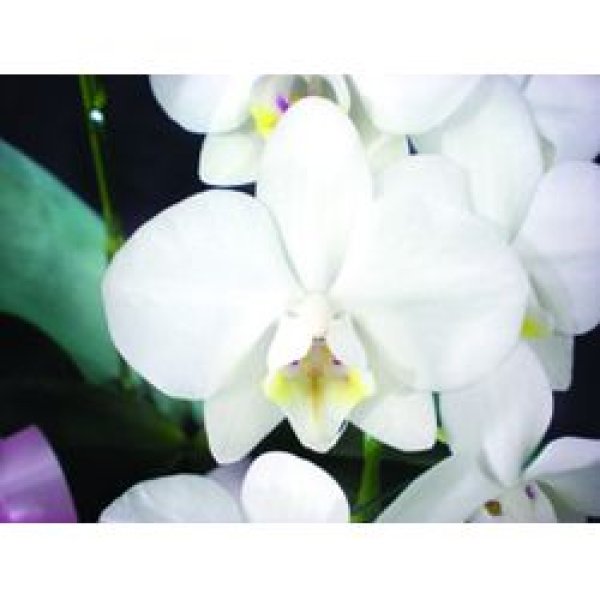 画像2: ミディ胡蝶蘭 5本立 ■白 (2)