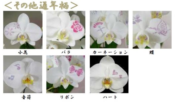 画像4: ミディ化粧蘭 5本立 (4)