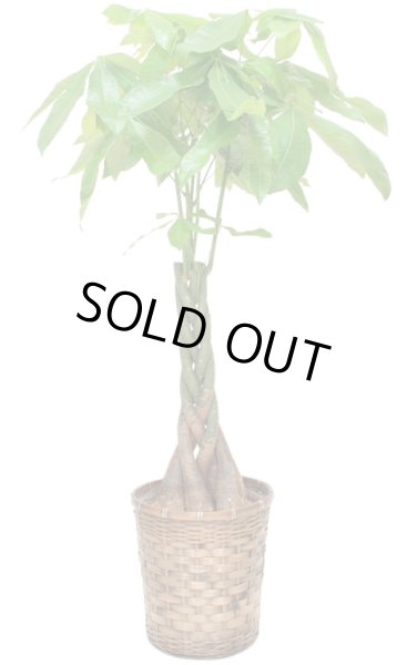 画像1: パキラ 8号 高さ100〜130cm (1)