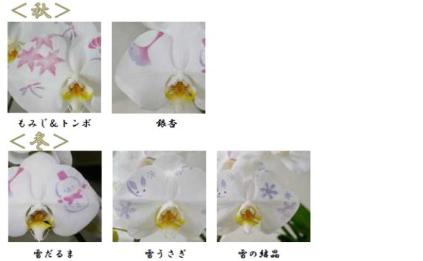 画像3: 化粧蘭 3本立 (3)